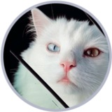 Hebei the Cat 😺