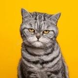 Fed up cat portal
