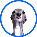 $TIKA The Iggy