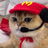 McCat Portal