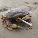 $CRABS CTO Portal
