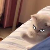 One Punch Cat | PORTAL