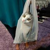 Cat in a Bag $CBAG