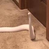 Sily The Snake ( CTO )