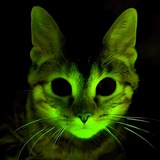 Dark Cat $DCAT PORTAL