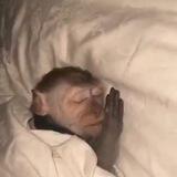 sleeping monkey
