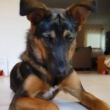 Elon's Dog $TRILLIAN