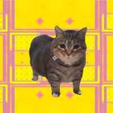 OiiAi_Cat_Official