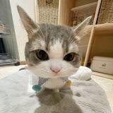 Lily - $LILY Portal