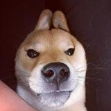 BunnyDog Channel