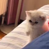 $PUNCH | One Punch Cat | Portal