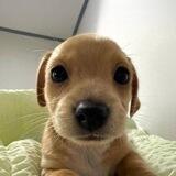 BILLY THE BINANCE DOG | 0/0 TAX | LP BURNT