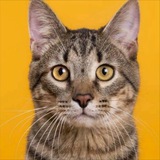 Котейка