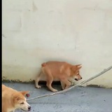 OG Doggo Inu