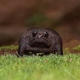FROG | SOLANA | COMMUNITY
