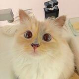 $RICHI Cat Portal