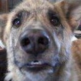 $CLARK CTO FIRST BITCOIN DOG