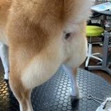 DogeButt Canal