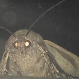 MOTH VERIFY