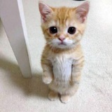 Standing Cat Portal