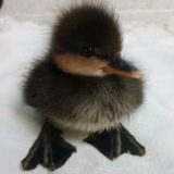 $swan little black mfer