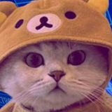 OG " cat wif hat " | 10 Months Old | CTO