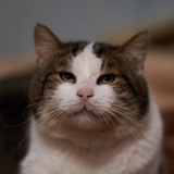 😽Одеський котик
