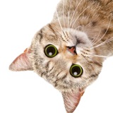 upside down cat