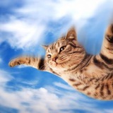 FLYCAT