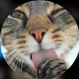 Licking Cat - MISTI