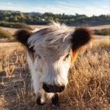 mini cow $moochi