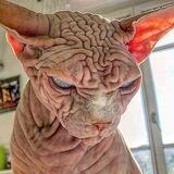 SPHYNX