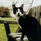 Socks PORTAL (Popular Cat in The White House) (portal)