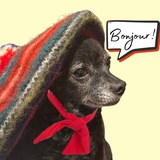 bonjourpupper(public)