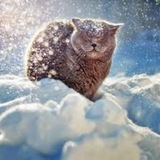 Funny Videos