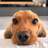 YUMI PORTAL 🐾