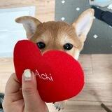 ACHI INU | WIF'S NAME