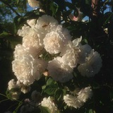 "All of those petals flying around...