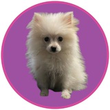 RITSUKI DOG - $RITSUKI PORTAL