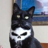 $SKULLCAT Portal