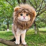 $SIMBA Portal