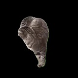 Just a Spinning Cat