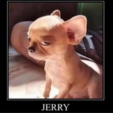 $JERRY The Chihuahua