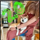 Neiro 2.0 Doge Portal