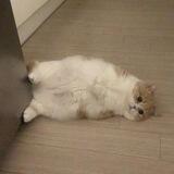Cope Cat Portal