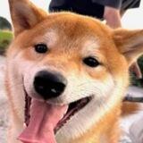 Hachi-Kun | The New Dog Of KabosuMama