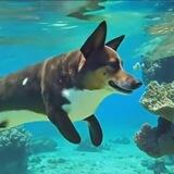 pupperfish - portal