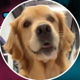 $ELLIE Mr BEAST Dog