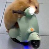 Hamster Riding Vespa