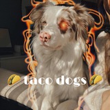 🌮 taco dogs 🌮